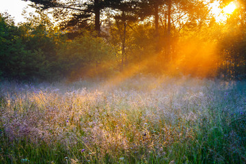 Sticker - sunrise over a summer blossoming meadow