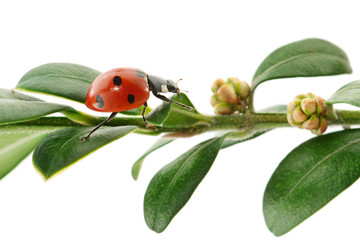 ladybird on green leaf isolated on white background