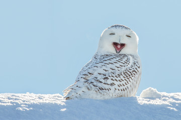 Wall Mural - Snowy Owl - Yawning / Smiling in Snow