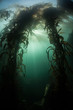 Kelp Forest 4