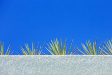 Agave Plant And Blue Sky