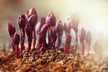 Peony Shoots In The Sun