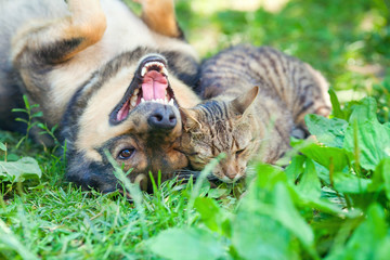 Wall Mural - Dog and cat playing together outdoor. Dog lying on the back.