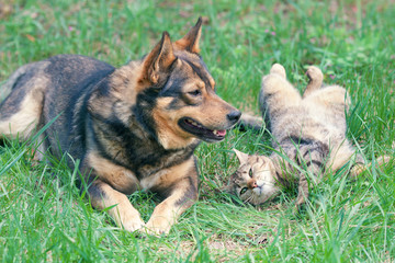 Wall Mural - Dog and cat playing together outdoor. Cat lying on the back