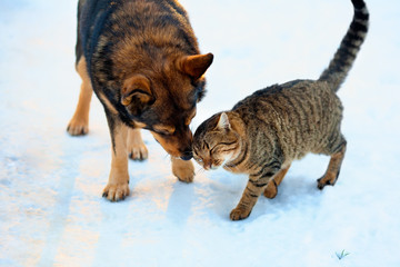 Wall Mural - Cat and big dog playing in the snow