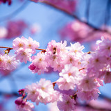 Fototapeta Kwiaty - Beautiful Cherry blossom , pink sakura flower