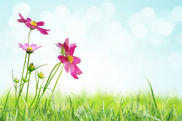 Wall Mural - beautiful flowers field
