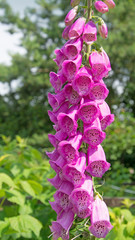 Wall Mural - Roter Fingerhut - Digitalis purpurea