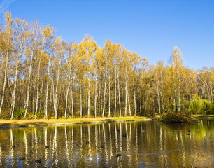 Fototapeta las pejzaż woda błękitne niebo