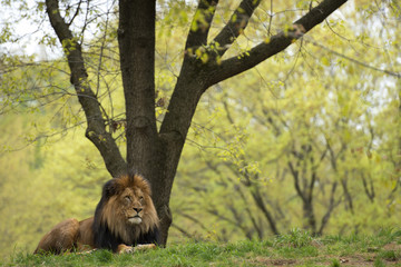 Sticker - male lion on forest savana background