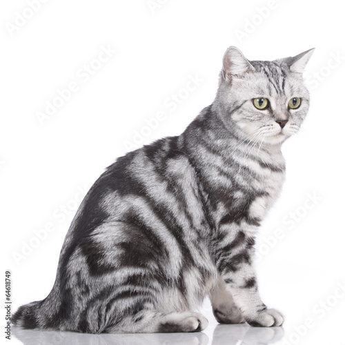 Britisch Kurzhaar Katze Sitzt Seitlich Auf Weiß Kaufen Sie