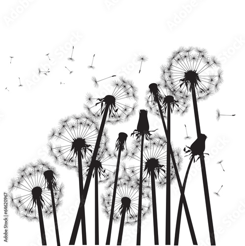 Naklejka na szybę group of black dandelions on white background