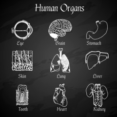 Wall Mural - Human Organs Chalkboard Icons