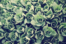 Many Small Clusters Of Succulent Leaves With Retro Filter Effect