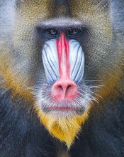 Portrait Of The Adult Mandrill