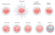 Fertilised cell development. Stages from fertilization till moru
