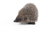 Fototapeta Zwierzęta - hedgehog