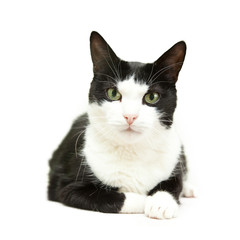 Poster - beautiful black and white cat on a white background