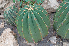 Ferocactus Alamosanus