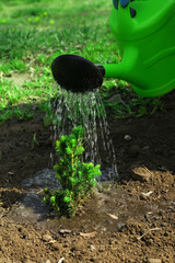 Wall Mural - Watering young tree in spring