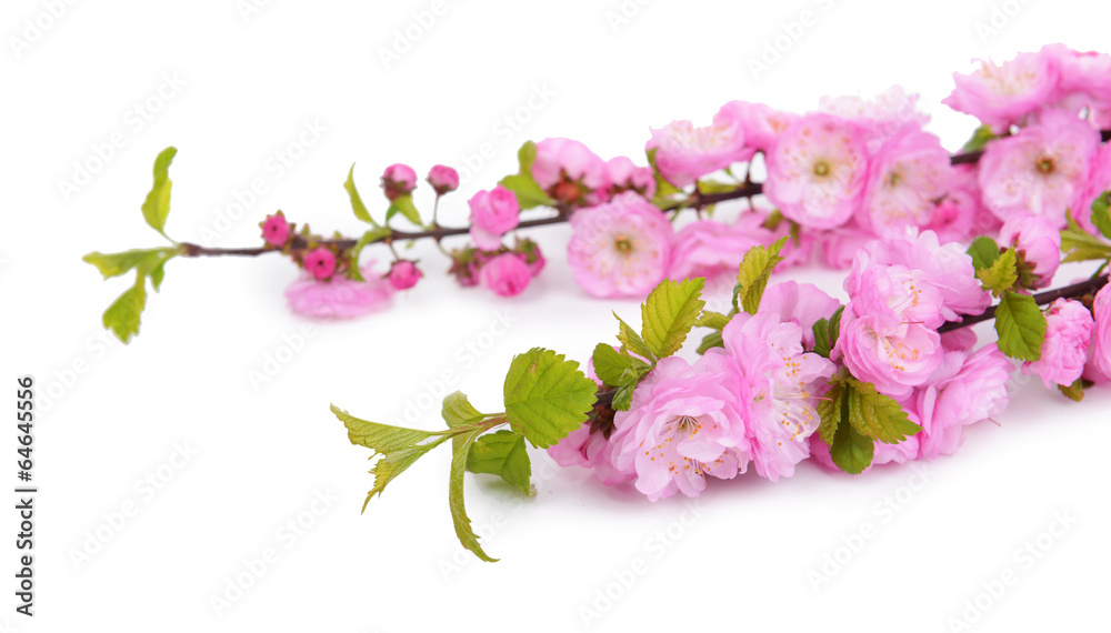 Beautiful fruit blossom isolated on white