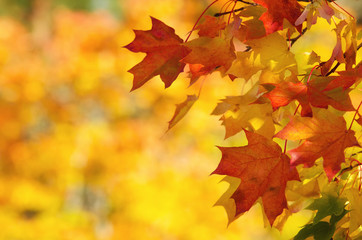 colorful autumn maple leaves on a tree branch background