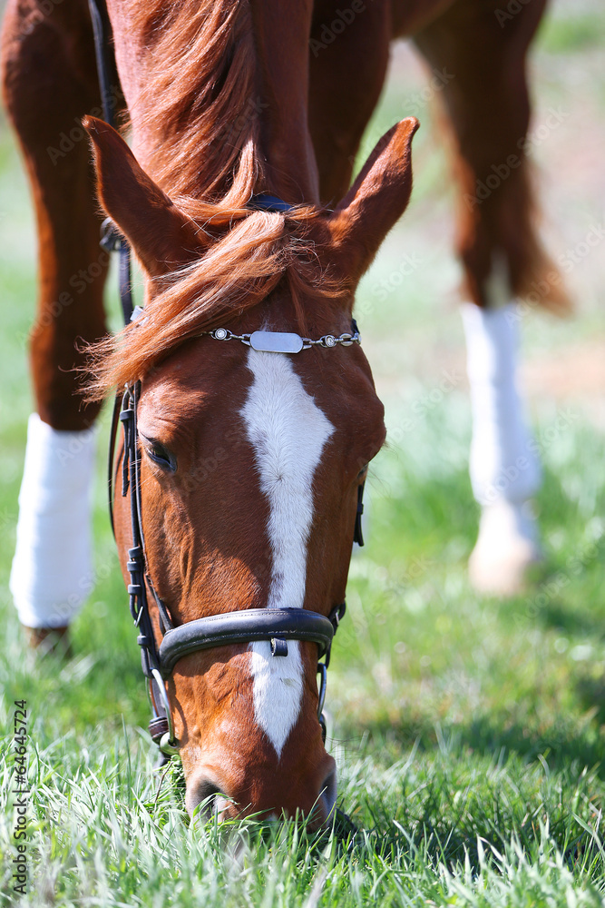 Purebred horse on nature background