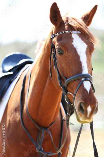 Obraz w ramie Purebred horse on bright background