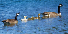 Canada Goose Family With A White Gosling Swimming In Lake