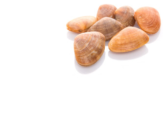 A group of seashells over white background