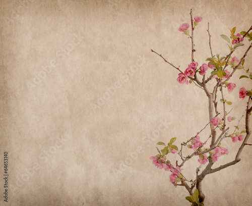 Naklejka dekoracyjna scarlet Malus spectabilis flower on old paper