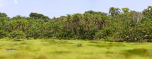 African Landscape In Semuliki National Park, Uganda