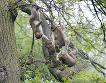 Group Of Young Barbary Macaques Playing In A Tree