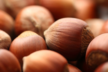 Wall Mural - Fresh brown hazelnut