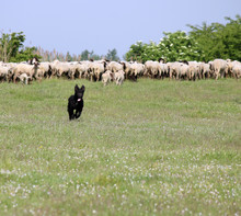 Happy Sheepdog Running On Field