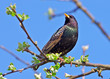 Starling on branch of the apple tree