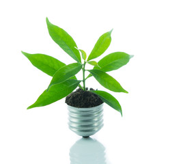 Green plant new life on lamp out of a bulb, green energy concept