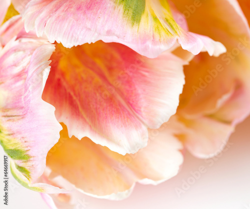 Tapeta ścienna na wymiar beautiful spring tulips