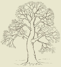 Vector Image Of Mighty Tree With Bare Branches