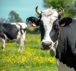 Cow