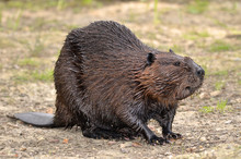 North American Beaver On Ground