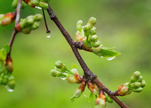 Blossoming Buds Of Cherry With Water Droplets After A Rain.