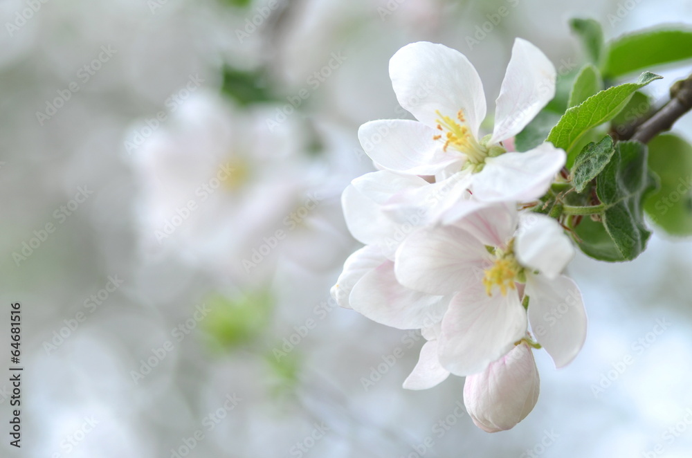 piękne delikatne kwiaty jabłoni - obrazy, fototapety, plakaty 