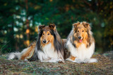Fototapeta  - Two rough collies lying in the park