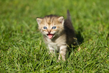 Striped Baby Kitten