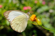 Farfalla - (ascia monuste)