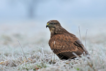 Wall Mural - Common buzzard