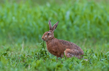 Wall Mural - Brown hare eating weed