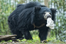 Sloth Black Asian Bear