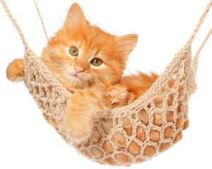 Cute red haired kitten lay in hammock